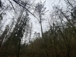 Prodej lesa, Blížejov - Lštění, 4624 m2