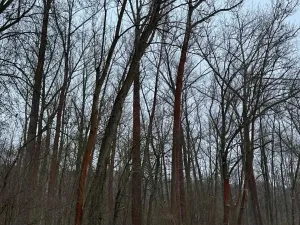 Prodej lesa, Kralupy nad Vltavou, 20392 m2