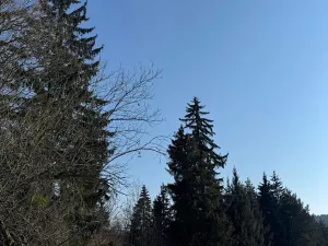 Prodej lesa, Zborov, 6700 m2