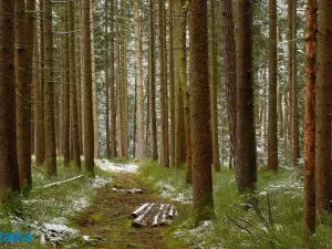 Prodej lesa, Strážná, 14738 m2