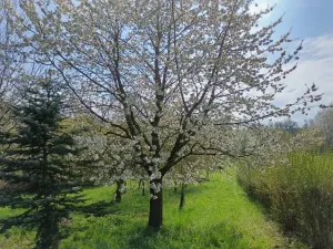 Prodej zahrady, Soběchleby, 1872 m2