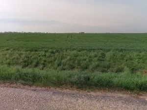 Prodej pole, Kostomlaty nad Labem, 9904 m2