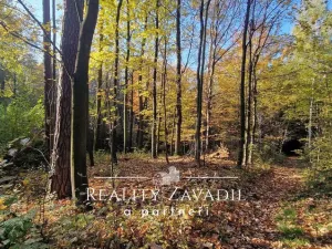 Prodej lesa, Prostřední Bečva, 25462 m2