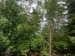 Prodej lesa, Cerekvička-Rosice, 2498 m2