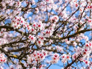 Prodej zahrady, Lhotka nad Labem, 1403 m2