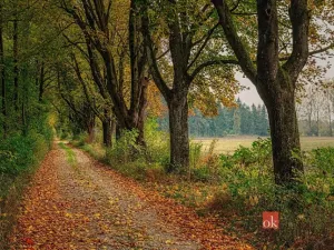 Prodej pozemku pro bydlení, Čavisov, 885 m2
