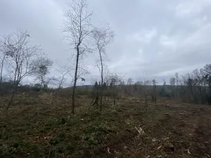 Prodej lesa, Blížejov - Lštění, 7793 m2