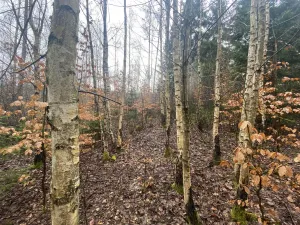 Prodej lesa, Kolinec - Buršice, 3423 m2