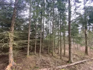 Prodej lesa, Kolinec - Buršice, 5195 m2