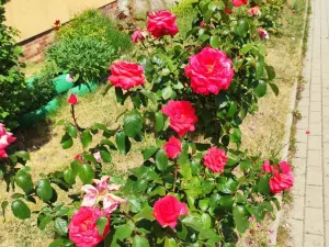 Pronájem bytu 2+1, Karlovy Vary - Stará Role, Okružní, 50 m2