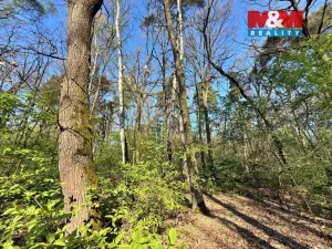 Prodej lesa, Sadská, 1964 m2