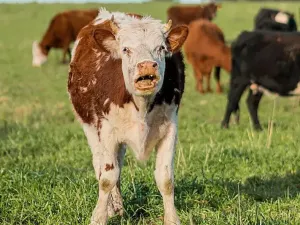 Prodej podílu pole, Kostelec nad Černými lesy, 2295 m2