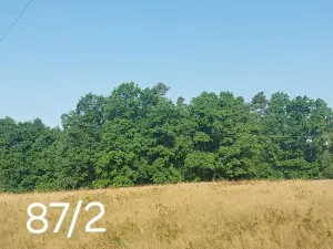 Prodej lesa, Okrouhlá Radouň, 2772 m2