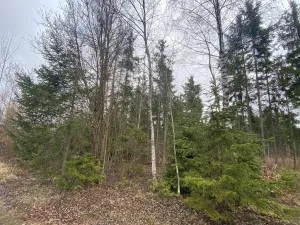 Prodej lesa, Kolinec - Buršice, 5195 m2