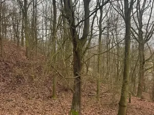 Prodej lesa, Ústí nad Labem, 41840 m2