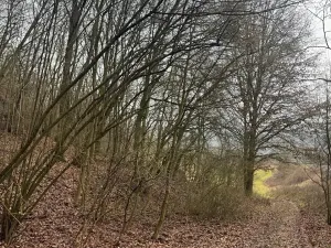 Prodej lesa, Ústí nad Labem, 41840 m2