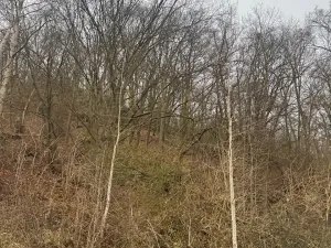 Prodej lesa, Ústí nad Labem, 41840 m2