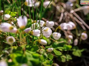 Prodej chaty, Samopše - Přívlaky, 36 m2