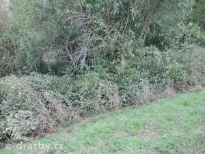 Dražba pozemku, Třebichovice, 6533 m2