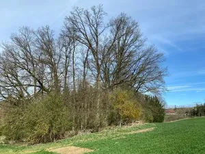 Dražba louky, Okrouhlá Radouň, 17482 m2