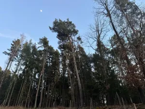 Prodej podílu lesa, Puclice, 12856 m2