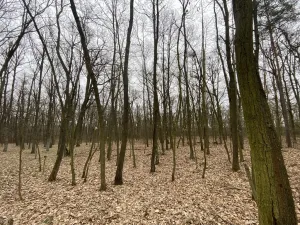 Prodej lesa, Silůvky, 2829 m2