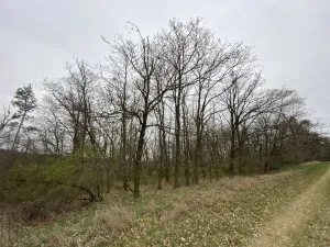 Prodej lesa, Silůvky, 375 m2