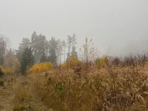 Prodej lesa, Úboč, 13538 m2