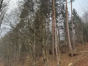 Prodej podílu lesa, Malá Bystřice, 5829 m2