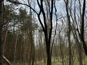 Prodej podílu lesa, Račice, 38354 m2