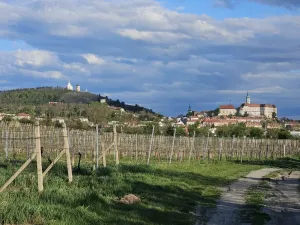 Prodej sadu/vinice, Mikulov, Nová, 4809 m2