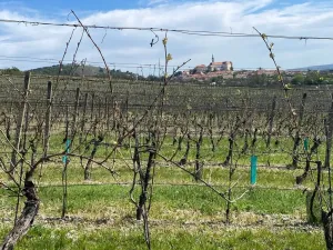 Prodej sadu/vinice, Mikulov, Nová, 4809 m2