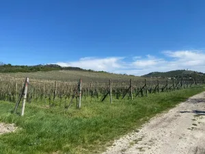 Prodej sadu/vinice, Mikulov, Nová, 4809 m2