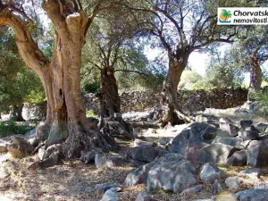 Prodej bytu 2+kk, Lun, Chorvatsko, 60 m2