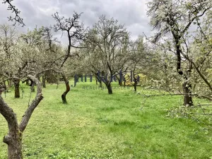 Pronájem zahrady, Brno, Terezy Novákové, 2336 m2