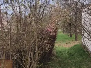 Prodej pozemku pro bydlení, Viničné Šumice, 2431 m2