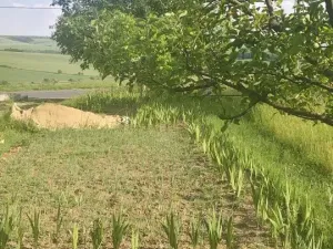 Prodej pozemku pro bydlení, Viničné Šumice, 2431 m2