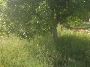 Prodej pozemku pro bydlení, Viničné Šumice, 2431 m2
