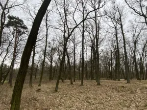 Prodej lesa, Silůvky, 3896 m2