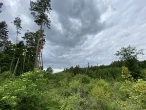 Prodej lesa, Blížejov - Lštění, 4481 m2