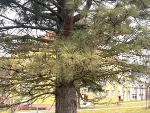 Pronájem bytu 2+1, Česká Kamenice, Pražská, 53 m2