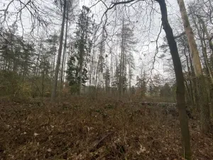 Prodej lesa, Blížejov - Lštění, 4624 m2
