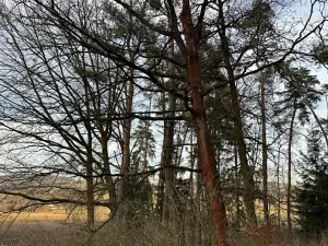 Prodej lesa, Klatovy, 8497 m2