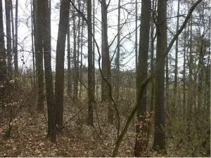 Prodej podílu lesa, Postřelmůvek, 5208 m2