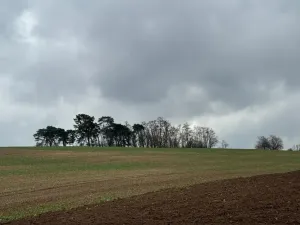 Prodej lesa, Plaňany, 1690 m2