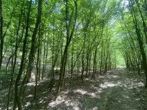 Prodej lesa, Silůvky, 310 m2