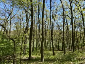 Prodej lesa, Silůvky, 521 m2