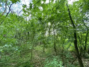 Prodej lesa, Silůvky, 697 m2