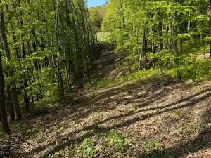 Prodej lesa, Hřivínův Újezd, 3320 m2