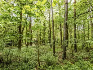 Prodej chaty, Chrášťany - Pašovice, 20 m2